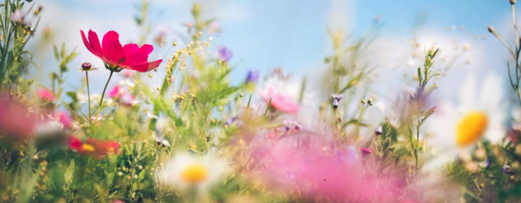 🌿 Se prémunir des allergies saisonnières avec la naturopathie 🌿