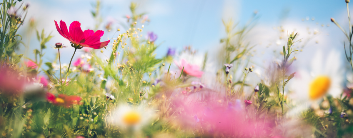 allergies saisonnières naturopathie uzerche